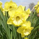 Narcissus trompette 'Spellbinder' PB 2